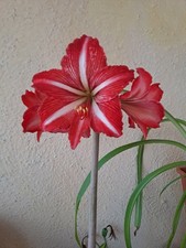 Hippeastrum ap11 santos usato Hippeastrum ap11 santos usato  Bagnoregio