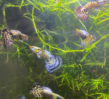 Breeding trios purple for sale  Pensacola