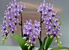 Phal. blue star for sale  Hilliard