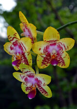 Fragrant orchid phalaenopsis for sale  Fullerton