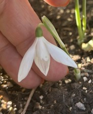 Galanthus reginae olgae for sale  LEICESTER