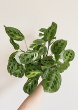 Maranta leuconeur variegated for sale  Middletown