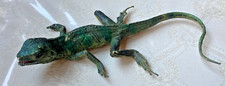 Vintage aaa lizard for sale  Trumbull