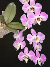 Rare phalaenopsis sanderiana. for sale  NOTTINGHAM