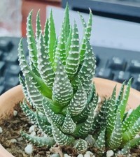 Haworthia reinwardtii rare for sale  Brea