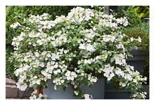 Hydrangea runaway bride for sale  HORSHAM