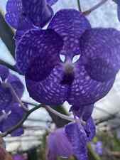 Vanda coerulea blue gebraucht kaufen  Wolfsburg