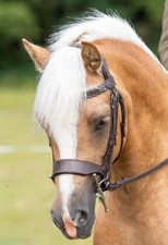 Anatomical hunter bridle for sale  NORWICH