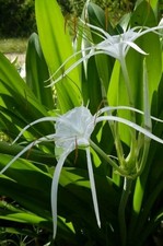 Tropical garden bundle for sale  Opa Locka