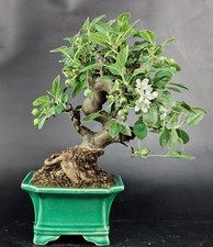 Shohin bonsai melo usato  Cison di Valmarino