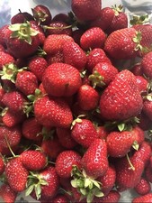 Strawberry seeds homegrown for sale  Copperas Cove