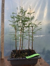Tree bald cypress for sale  North Augusta