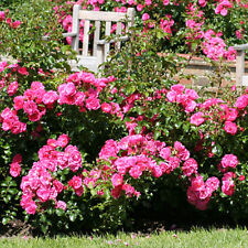 Rose flower carpet for sale  PETERBOROUGH
