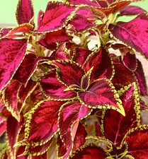 Coleus rainbow seeds for sale  DEWSBURY