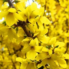 forsythia for sale forsythia for sale STOKE-ON-TRENT