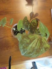 Dioscorea discolor for sale  Eagle Point