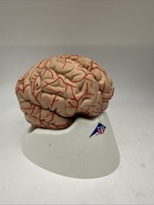 Scientific human brain for sale  West Jordan