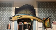 Sailfish taxidermy mount for sale  Pine