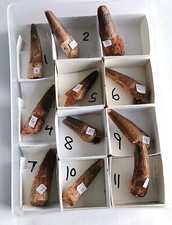 Spinosaurus aegyptiacus dinosa for sale  MARKET RASEN