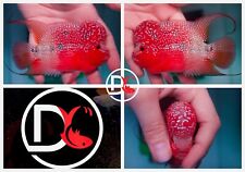 F24 live flowerhorn for sale  Plano