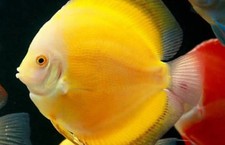 Golden discus fish for sale  Miami
