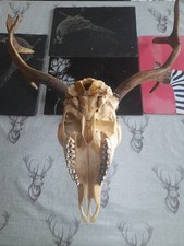fallow deer for sale fallow deer for sale NORWICH