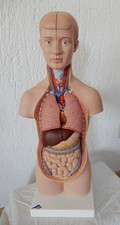 Medicin lehrmittel torso gebraucht kaufen  Rastatt