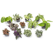 Element easy grow for sale  Denver
