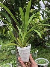 Pandan leaves live for sale  Naples