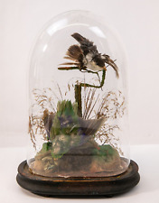 Antique taxidermy song for sale  LLANDUDNO JUNCTION