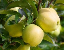 Malus golden delicious gebraucht kaufen  Westerstede
