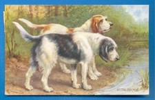 Favourite dogs.otter hounds.tu for sale  UK
