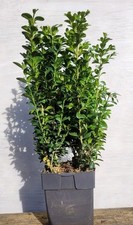 Buxus sempervirens box for sale  ELGIN