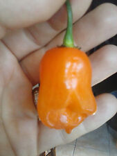 Habanero orange arancione usato  Tivoli