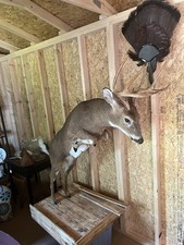Mounted full mounted for sale  Fancy Gap