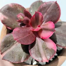 Large variegated echeveria for sale  STOCKPORT