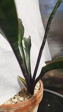 sansevieria for sale  GLOUCESTER
