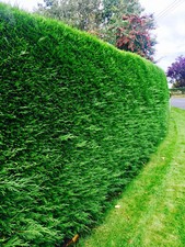 Green leylandii hedging for sale  CRAIGAVON