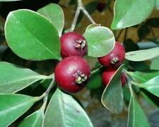 Red strawberry guava for sale  Shipping to Ireland