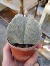 Astrophytum onzuka quadricosta usato  Civitanova Marche