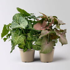 Syngonium feel green gebraucht kaufen  Deutschland