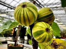 Ficus carica panachée d'occasion Ficus carica panachée d'occasion  Mont-près-Chambord