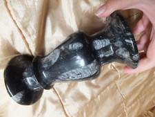 Fossil stone goniatite for sale  CONGLETON