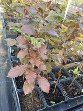 Purple copper beech for sale  CHORLEY