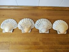 Medium scallop shells for sale  SPALDING