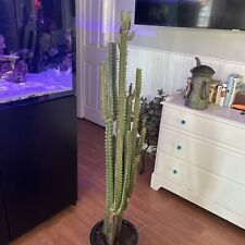 African milk tree for sale  Lanoka Harbor