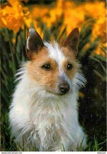 Animaux chiens jack d'occasion  Fruges