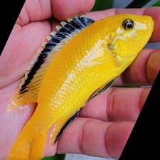 Yellow lab cichlid for sale  Hollywood