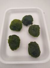 Mooskugel moosball cladophora gebraucht kaufen  Gelsenkirchen