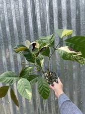 tropical pot plants for sale tropical pot plants for sale Homestead